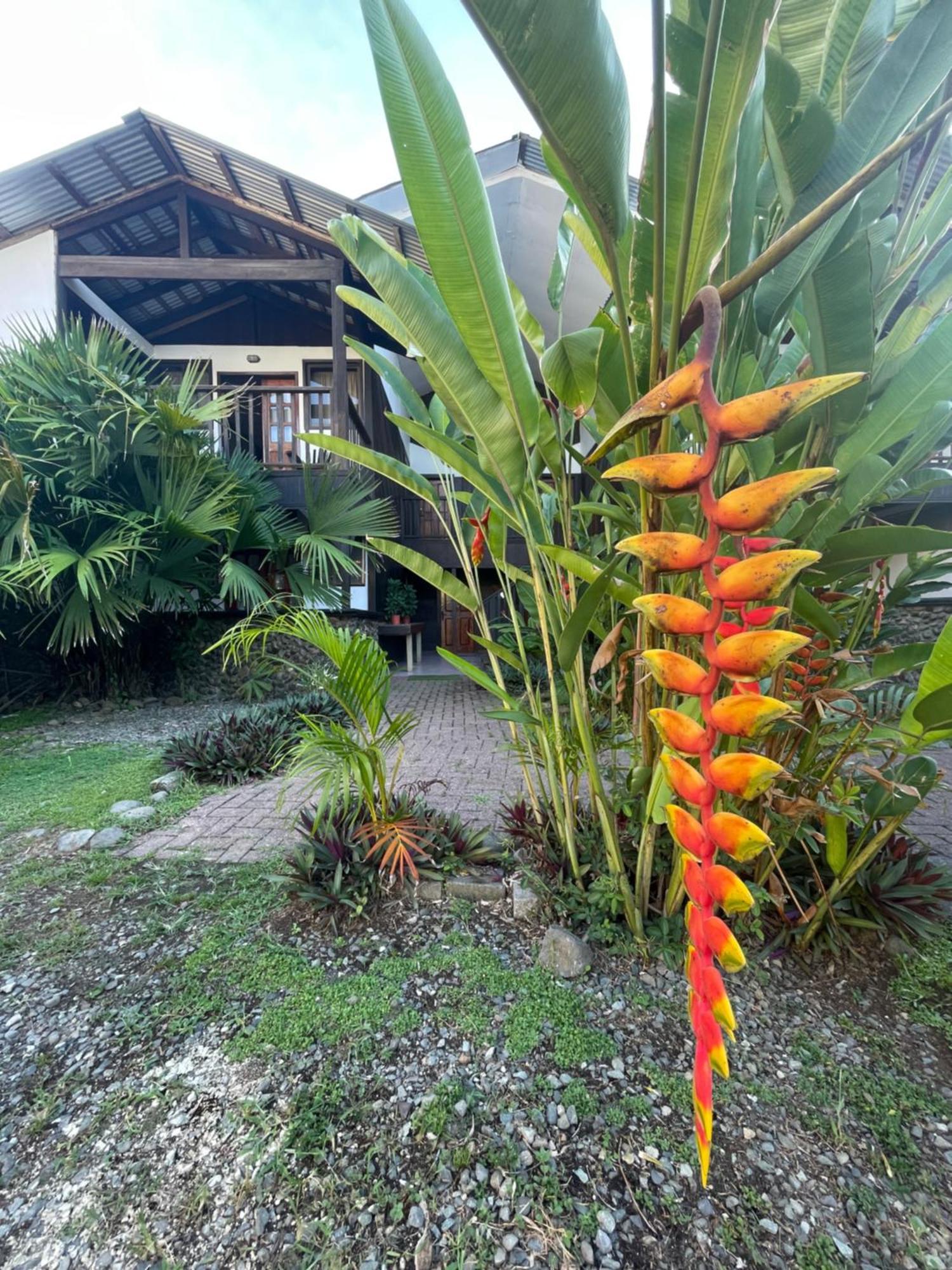 Perla Negra Beachfront Puerto Viejo de Talamanca Exteriér fotografie